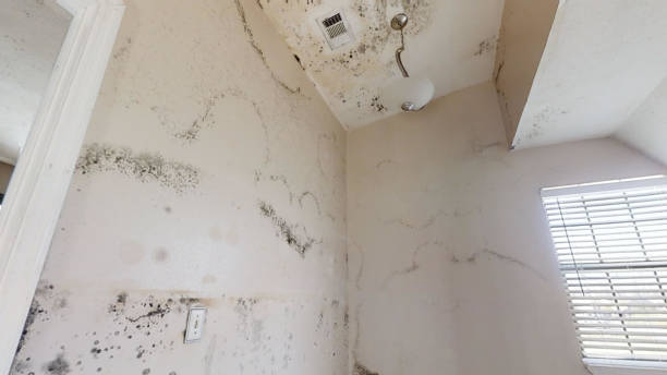 Best Residential Mold Inspection & Testing  in Mickleton, NJ
