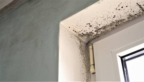 Best Mold Remediation for Healthcare Facilities  in Mickleton, NJ