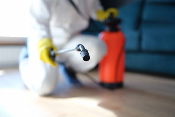 Best Basement Mold Removal  in Mickleton, NJ
