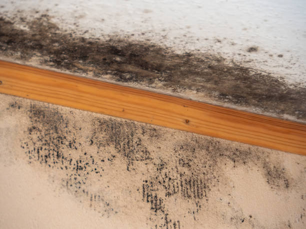 Best Post-Remediation Verification Testing  in Mickleton, NJ