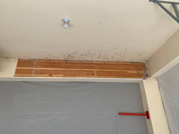 Best Comprehensive Air Testing for Mold Contaminants  in Mickleton, NJ