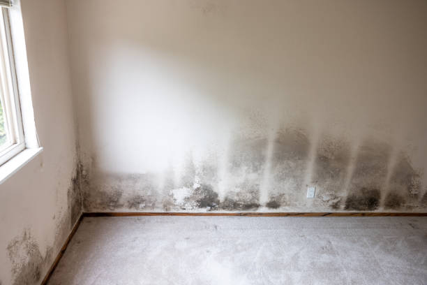 Best Attic Mold Removal  in Mickleton, NJ