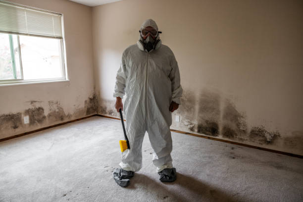 Trusted Mickleton, NJ Mold Removal Experts