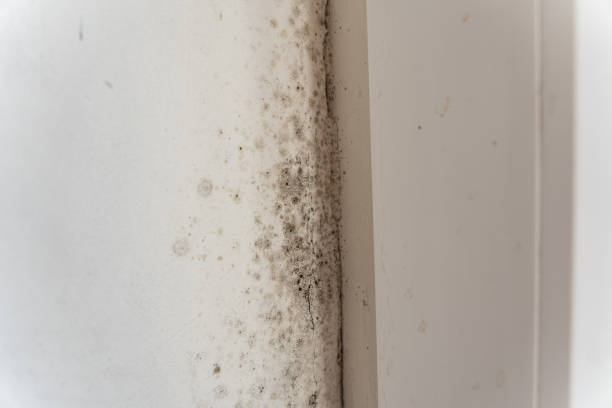 Best Post-Construction Mold Inspection  in Mickleton, NJ